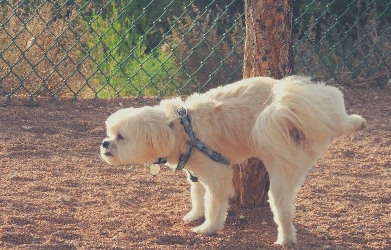 best dog food for urinary health