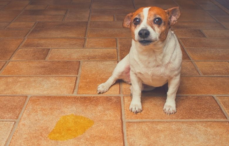 best dog food for urinary health