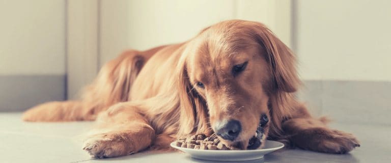 Best dog food