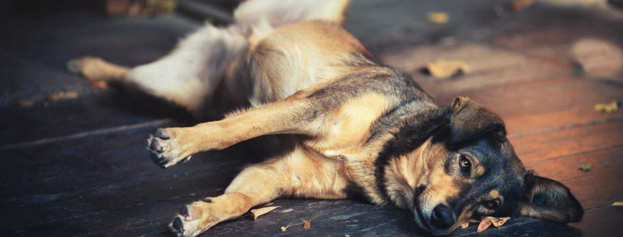 best dog food to prevent gas