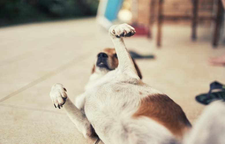 best dog food to prevent gas