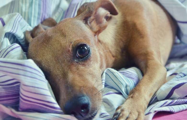 best dog food to prevent gas