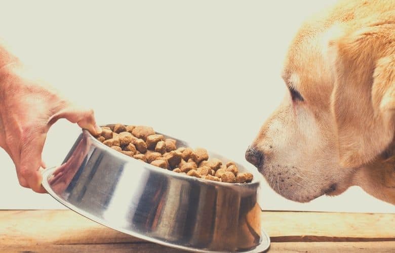 best dog food for labs