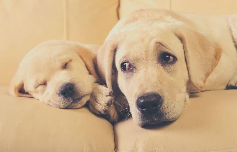 best dog food for labs