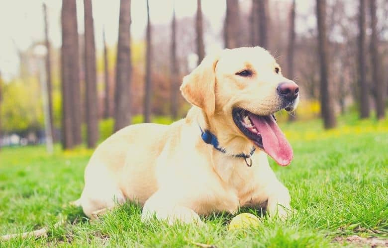 best dog food for labs
