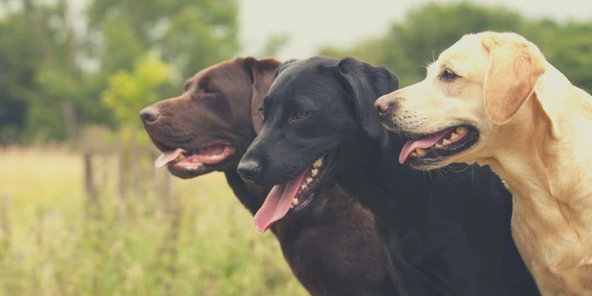 best dog food for labs