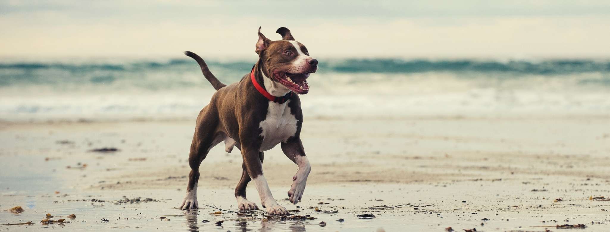 american pit bull terrier