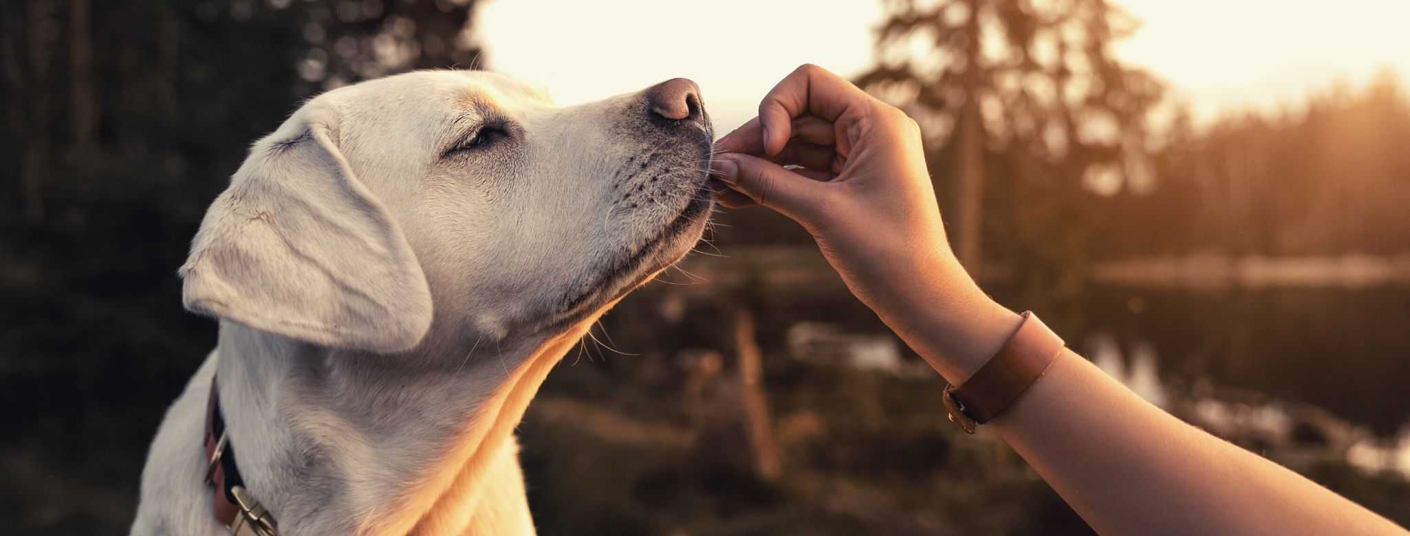 american journey dog food reviews