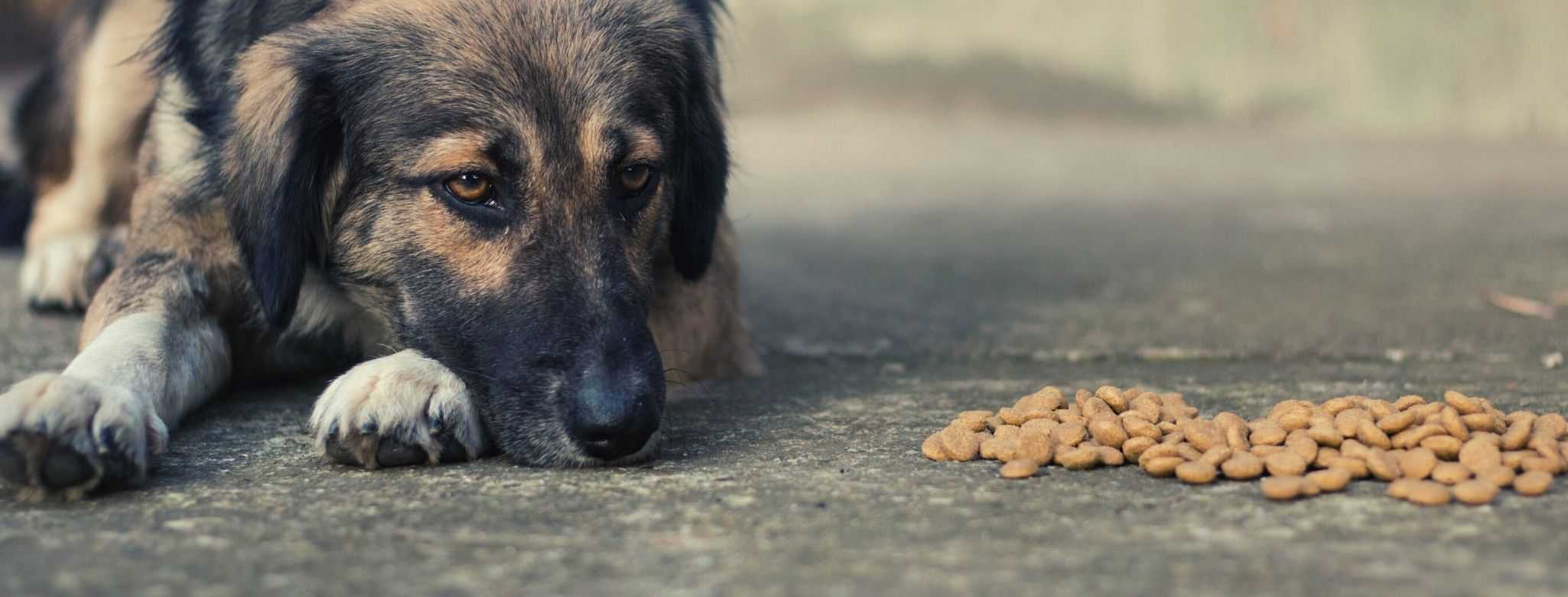 best low phosphorus dog food