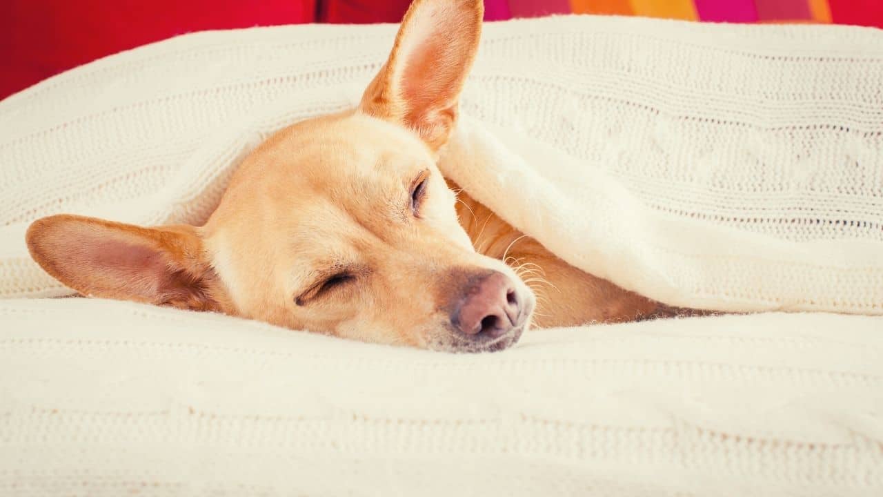 sick dog sleeps