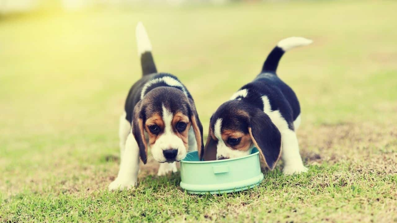 two dogs eat