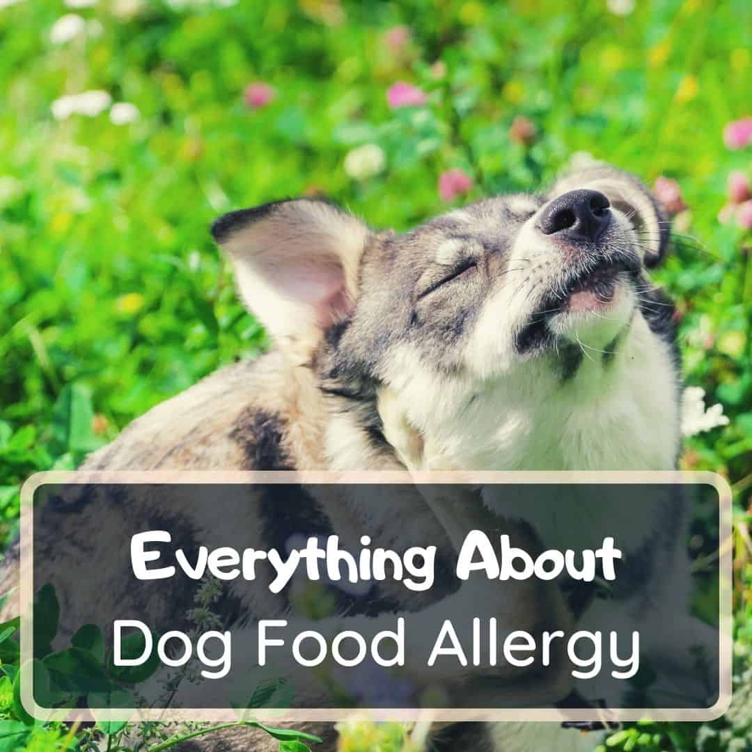 dog food allergy
