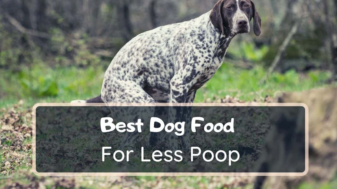 low fiber puppy food