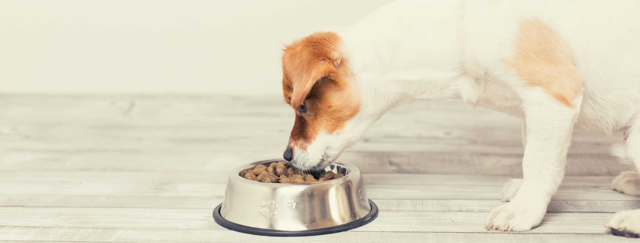 best yeast free dog food