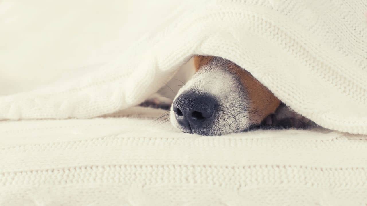 dog nose
