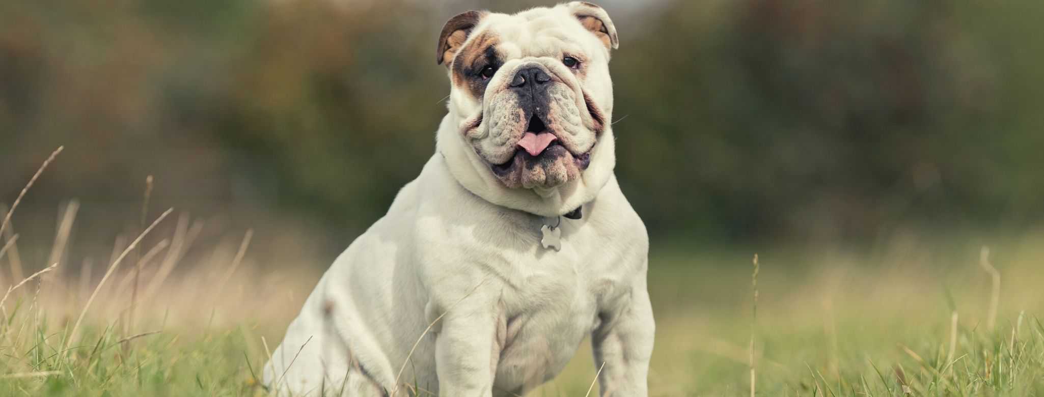English Bulldog Dog breed