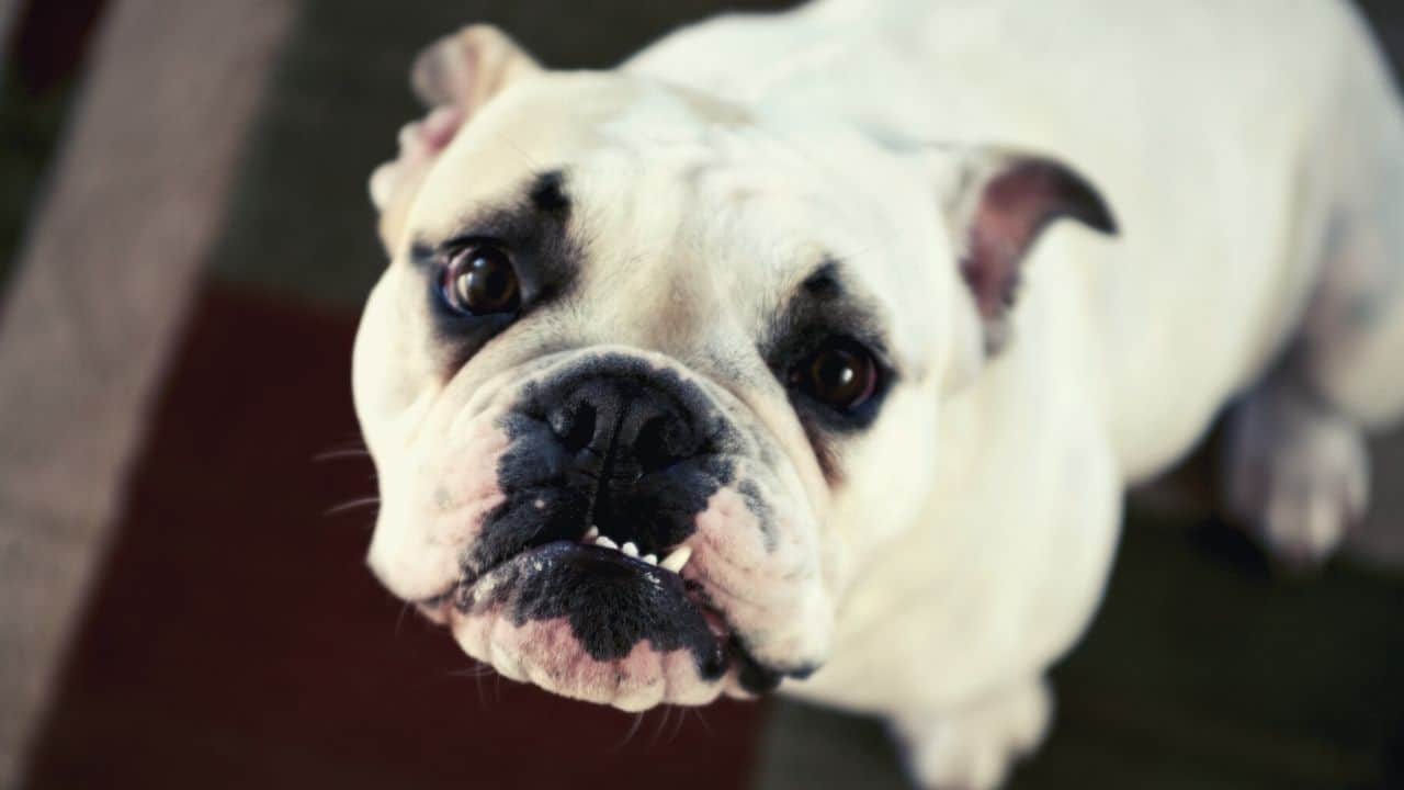 English Bulldog Dog breed
