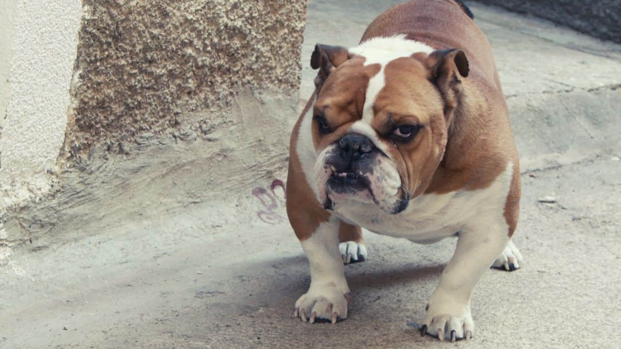 English Bulldog Dog breed