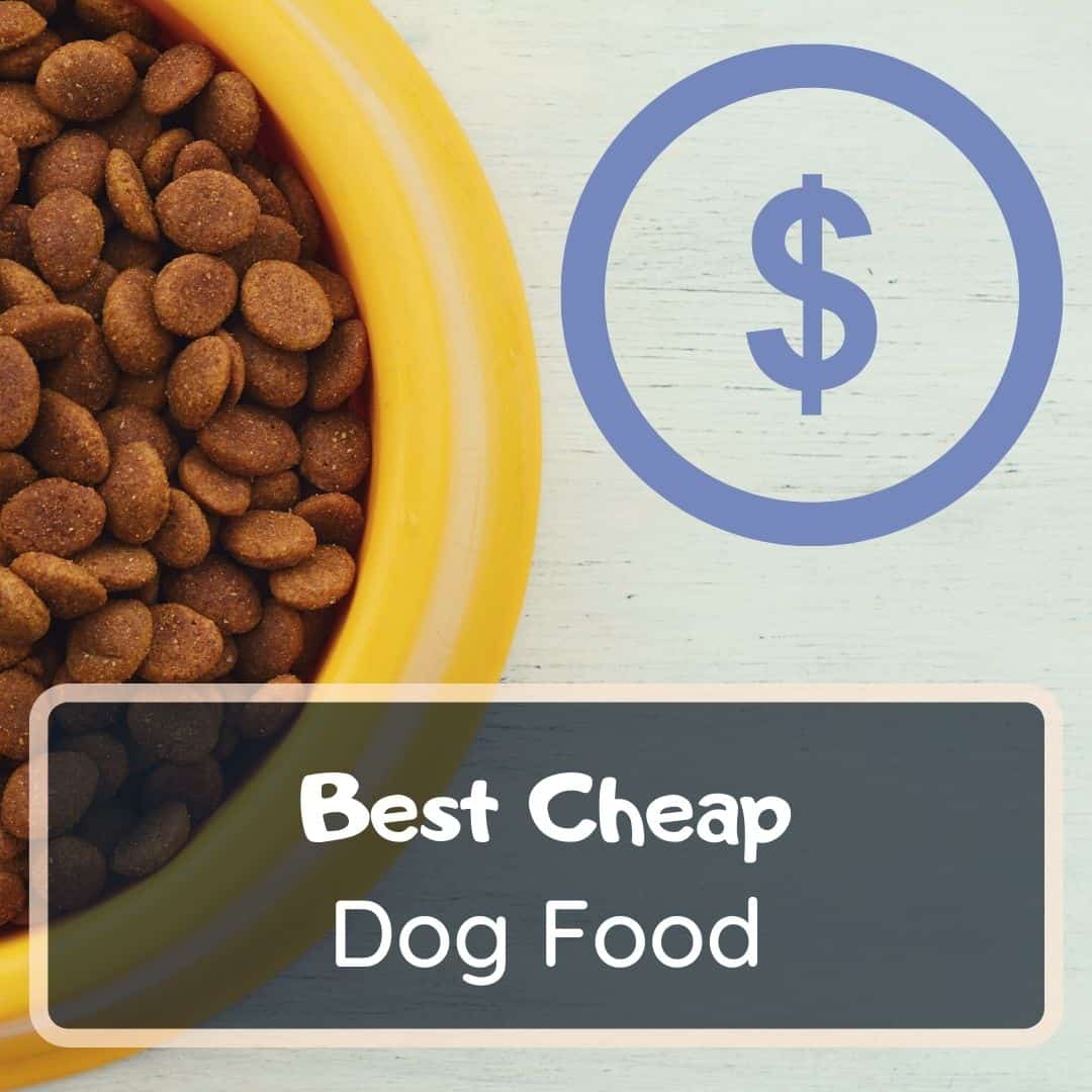 Best Cheap Dog Food
