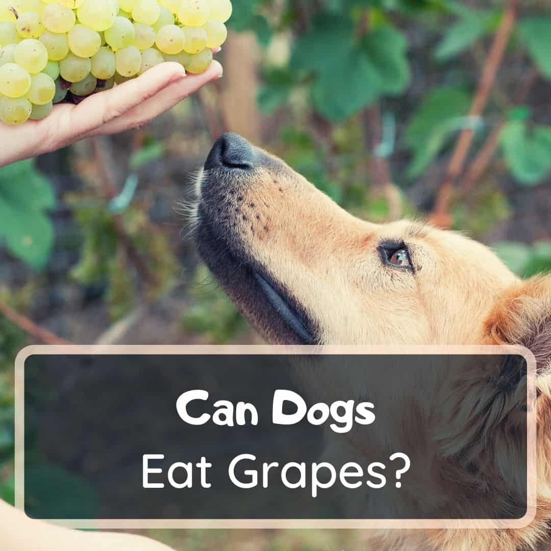 can dogs eat grapes