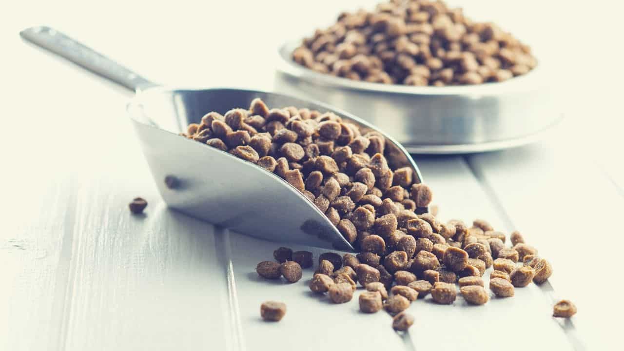 Best Cheap Dog Food