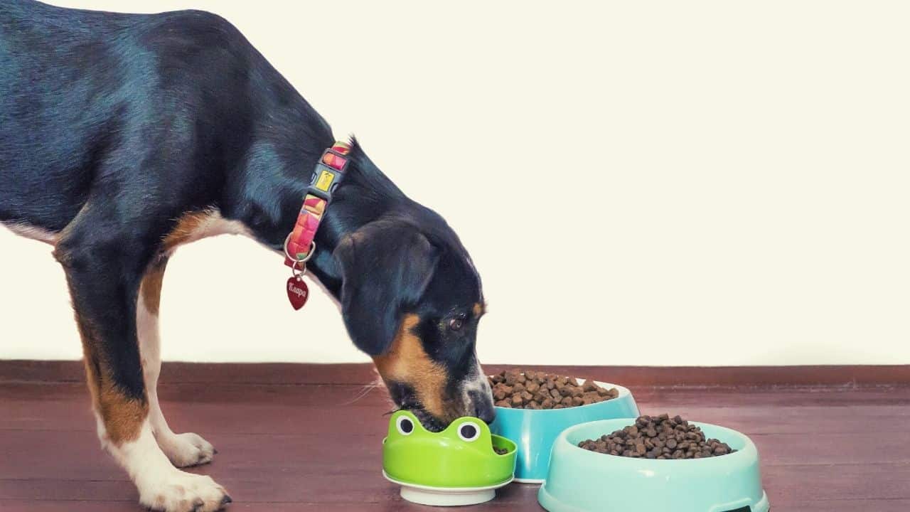 dog is eating