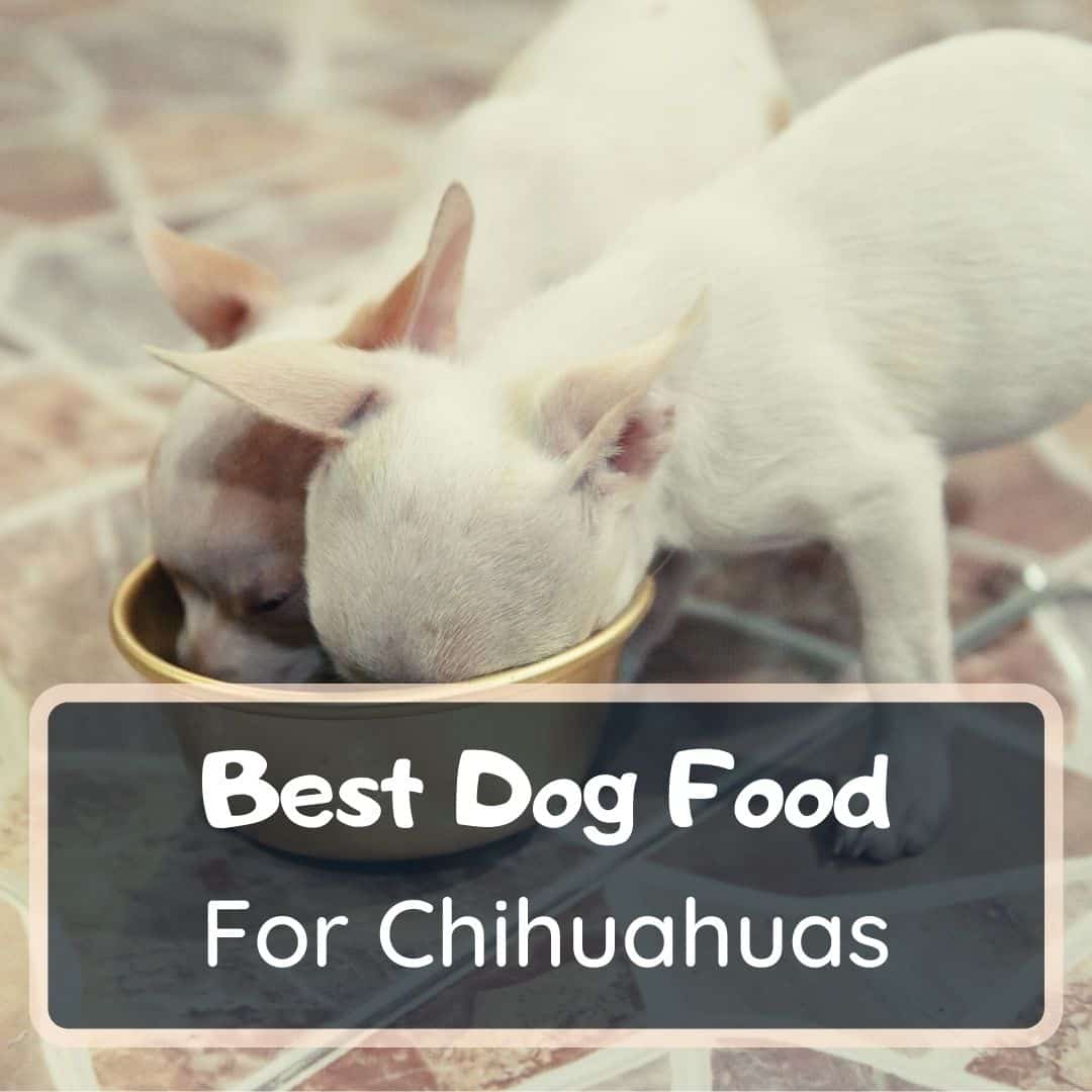 best dog food for chihuahuas