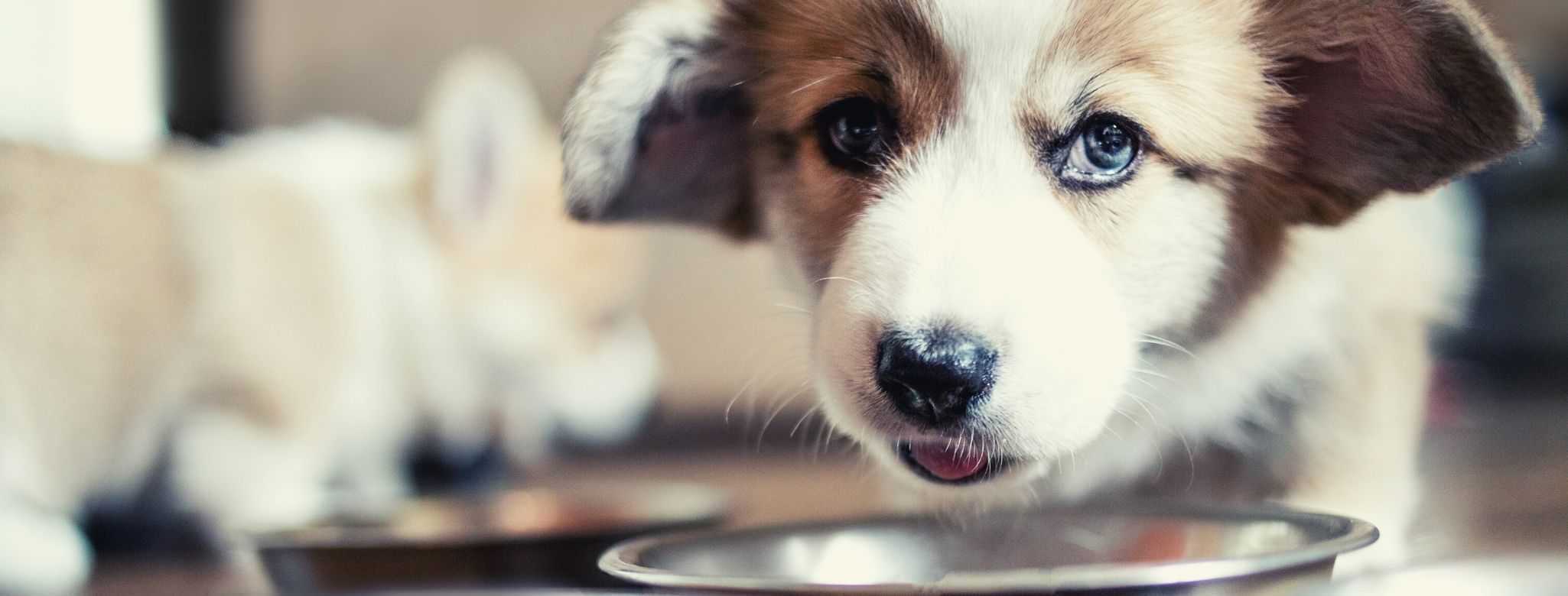 dog eats