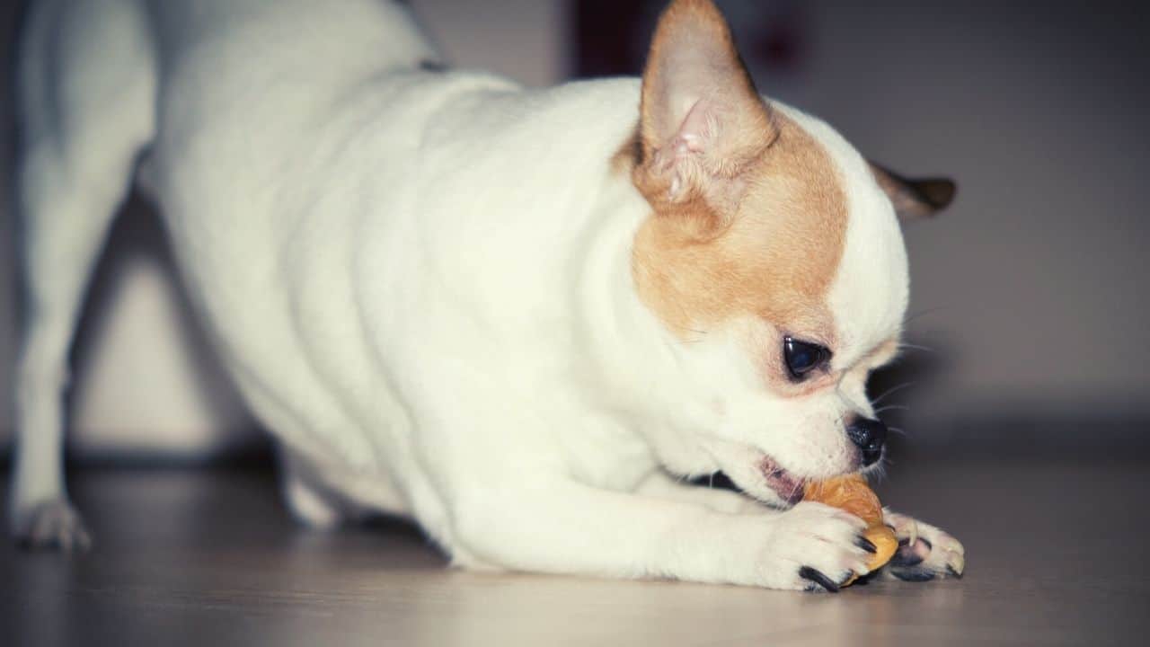 chihuahua eats