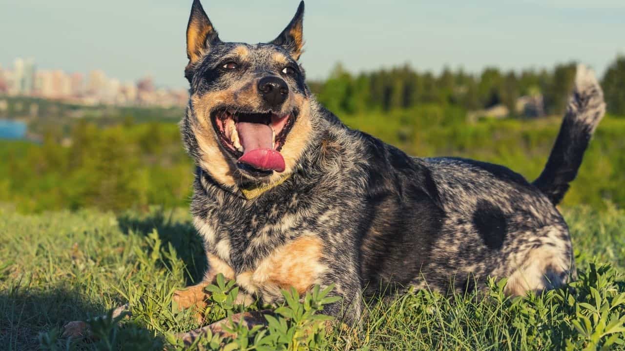 10 Best Dog Food For Blue Heelers [2021] Adult Puppy Senior